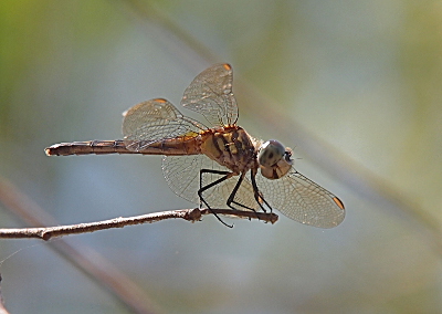[A close side view of a dragonfly perched on the edge of a branch. His mouth is open which makes it seem like he is smiling at the camera. He has light blue eyes, a white face, and a striped body which seems grey and white.]